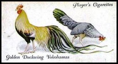 50 Golden Duckwing Yokohamas